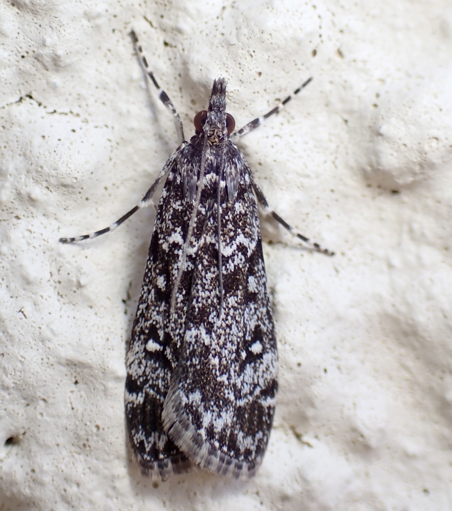 Eudonia philerga