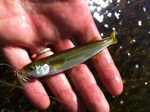 Chilean silverside (Basilichthys australis) — Atherinopsidae — 2