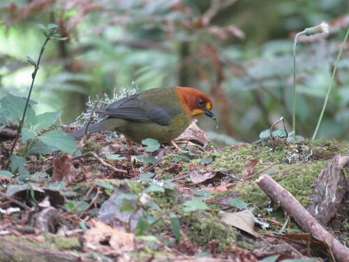 Fulvous-headed Brushfinch (Atlapetes fulviceps), photo 5