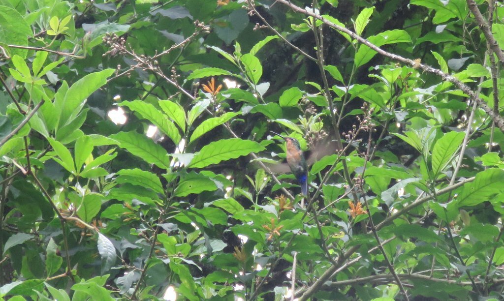Blue-capped Puffleg (Eriocnemis glaucopoides), photo 10