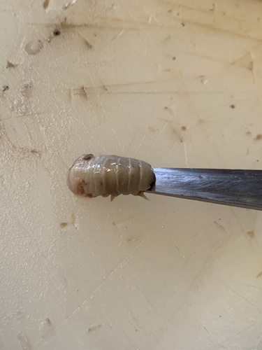 Cymothoa exigua observed 2024-10-23