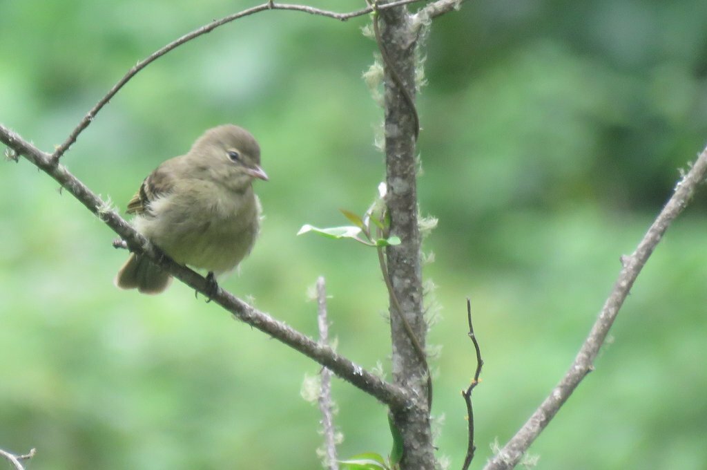 Highland Elaenia (Elaenia obscura), photo 7