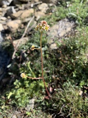 Micranthes californica