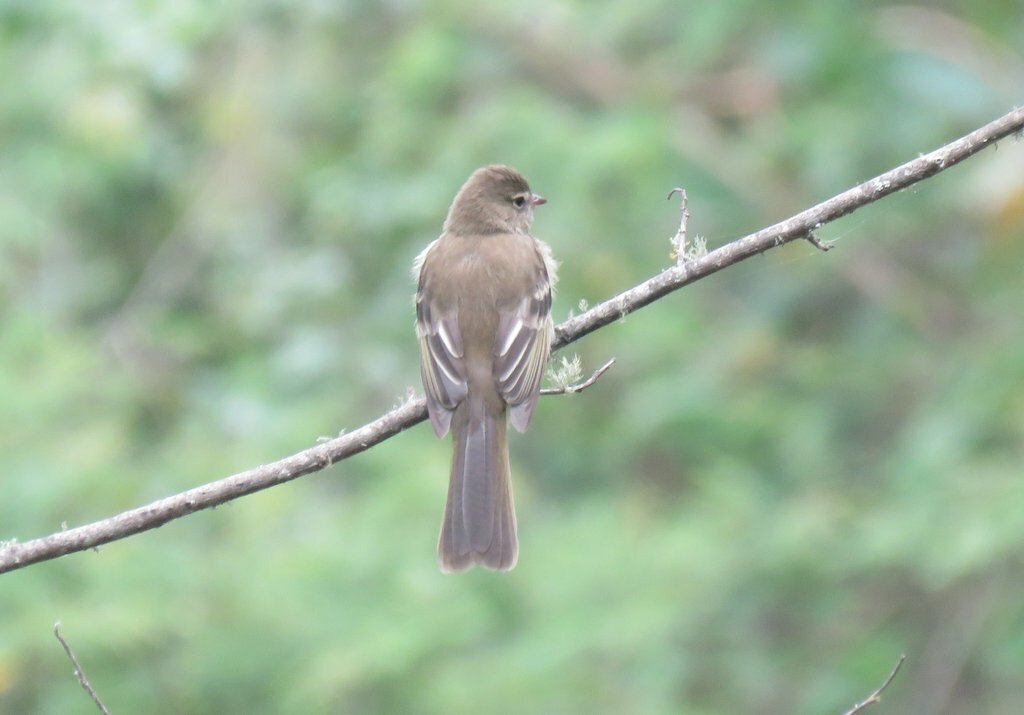 Highland Elaenia (Elaenia obscura), photo 8