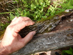 Plestiodon anthracinus anthracinus