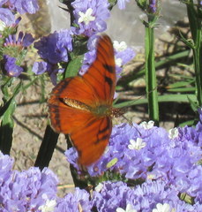 Dione juno miraculosa