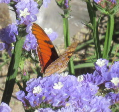 Dione juno miraculosa