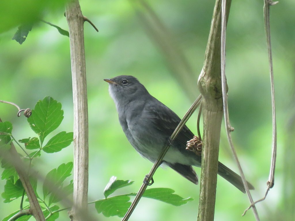 Slaty Elaenia (Elaenia strepera), photo 4