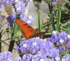 Dione juno miraculosa