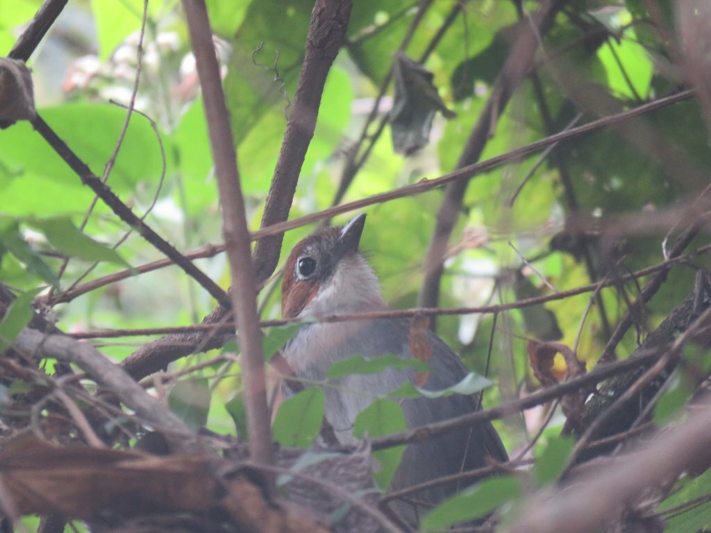 White-throated Antpitta (Grallaria albigula), photo 4
