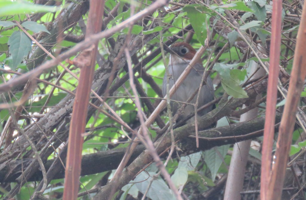 White-throated Antpitta (Grallaria albigula), photo 5
