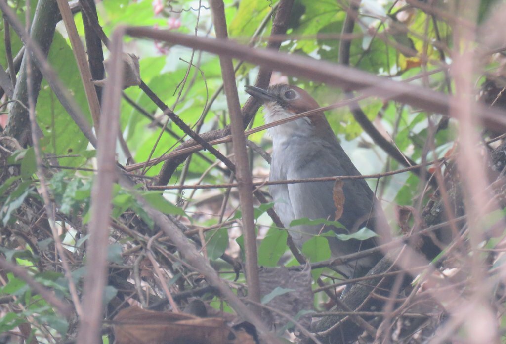 White-throated Antpitta (Grallaria albigula), photo 3