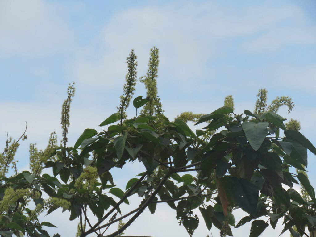 Croton pilulifer