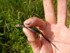 Plestiodon anthracinus anthracinus