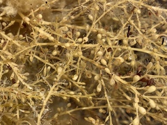 Sargassum muticum