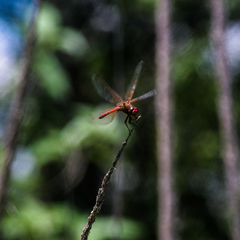 Sympetrum illotum