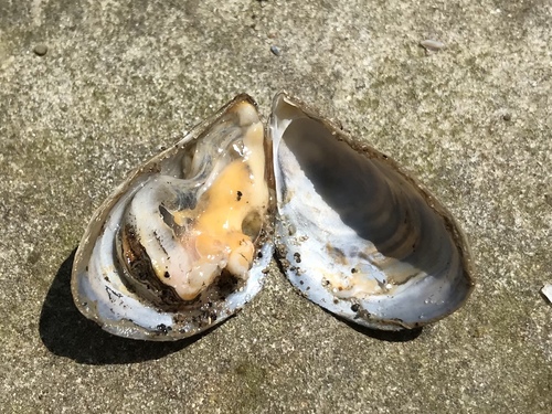 Quagga Mussel