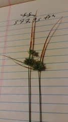 Cyperus lupulinus