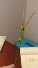 Cyperus lupulinus