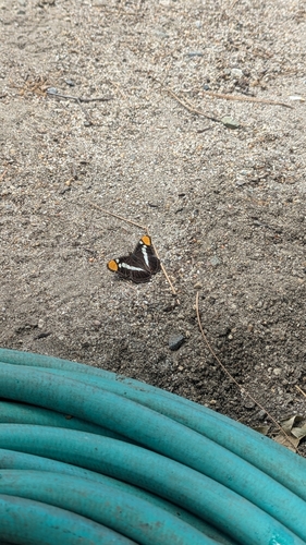 iNaturalist observation photo of California Sister