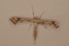 Amblyptilia