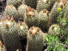 Coryphantha erecta