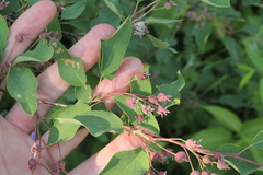 Amelanchier spicata