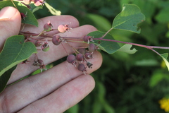 Amelanchier spicata