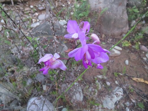 Bletia catenulata, photograph 5
