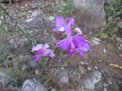 author not stated, no rights reserved Bletia catenulata, photograph author not stated, no rights reserved