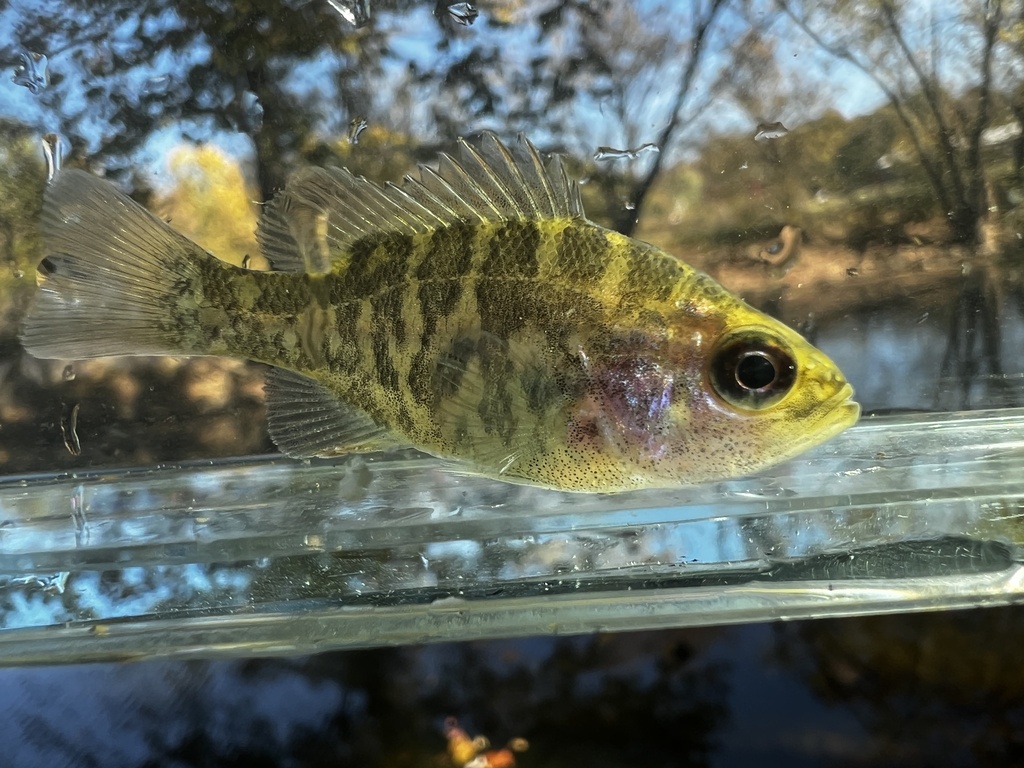 Photo of a Warmouth