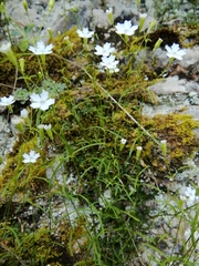 Heliosperma pusillum