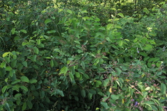 Amelanchier spicata