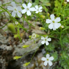 Heliosperma pusillum