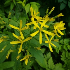 Senecio ovatus