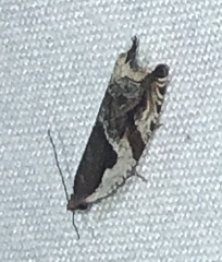 Ancylis simuloides