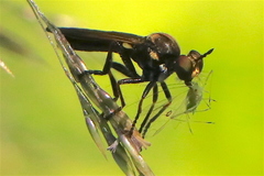Eudioctria