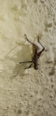Ronderosia bergii