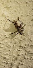 Ronderosia bergii