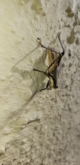 Ronderosia bergii