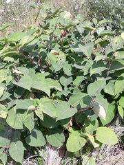Reynoutria japonica