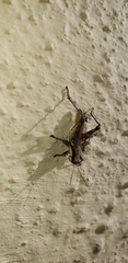 Ronderosia bergii