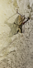 Ronderosia bergii