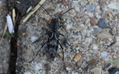 Pseudosphegesthes cinerea