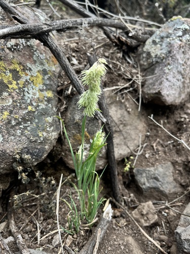 Lamarckia aurea iNat (3)