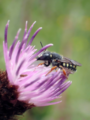 Pseudoanthidium nanum