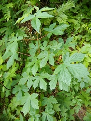 Acer heldreichii