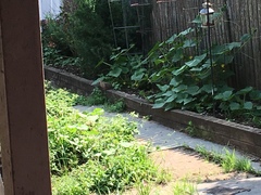 Zenaida macroura carolinensis