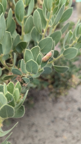 iNaturalist observation photo of Pringle's manzanita