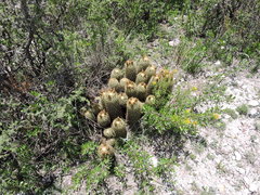 Coryphantha erecta